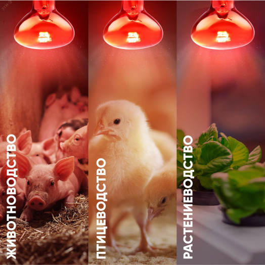 Инфракрасная лампа E27 для обогрева животных и освещения 100 Вт ИКЗК 230-100 R95 E27